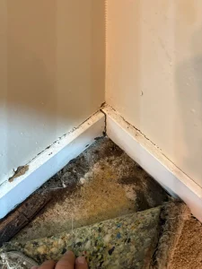 A hand lifts frayed carpet to reveal worn padding and dirty floor beneath. Cracked baseboards meet at a corner, suggesting neglect or moisture damage.